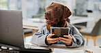 Office, animal and dog with mobile for laptop, online information and agency for pet insurance. Workplace, humor and business labrador retriever with smartphone for connection, reading or pet website