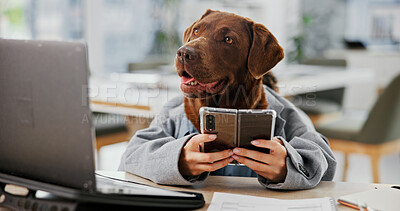 Buy stock photo Office, animal and dog with mobile for laptop, online information and agency for pet insurance. Mimic, humor and business labrador retriever with smartphone for connection, reading and comic website