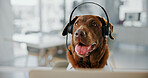 Dog, headset and consulting for customer support at call center, listening and mic at pet insurance agency. Animal, labrador and headphones with voip, contact us and computer at help desk in office
