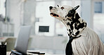 Dog, office and laptop at call centre desk for customer service, insurance and assistance. Dalmatian, pet friendly workplace and headset for comic or funny work environment with online support