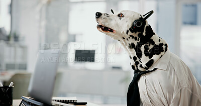 Buy stock photo Dog, office and laptop at call centre desk for customer service, insurance and assistance. Dalmatian, pet friendly workplace and headset for comic or funny work environment with online support