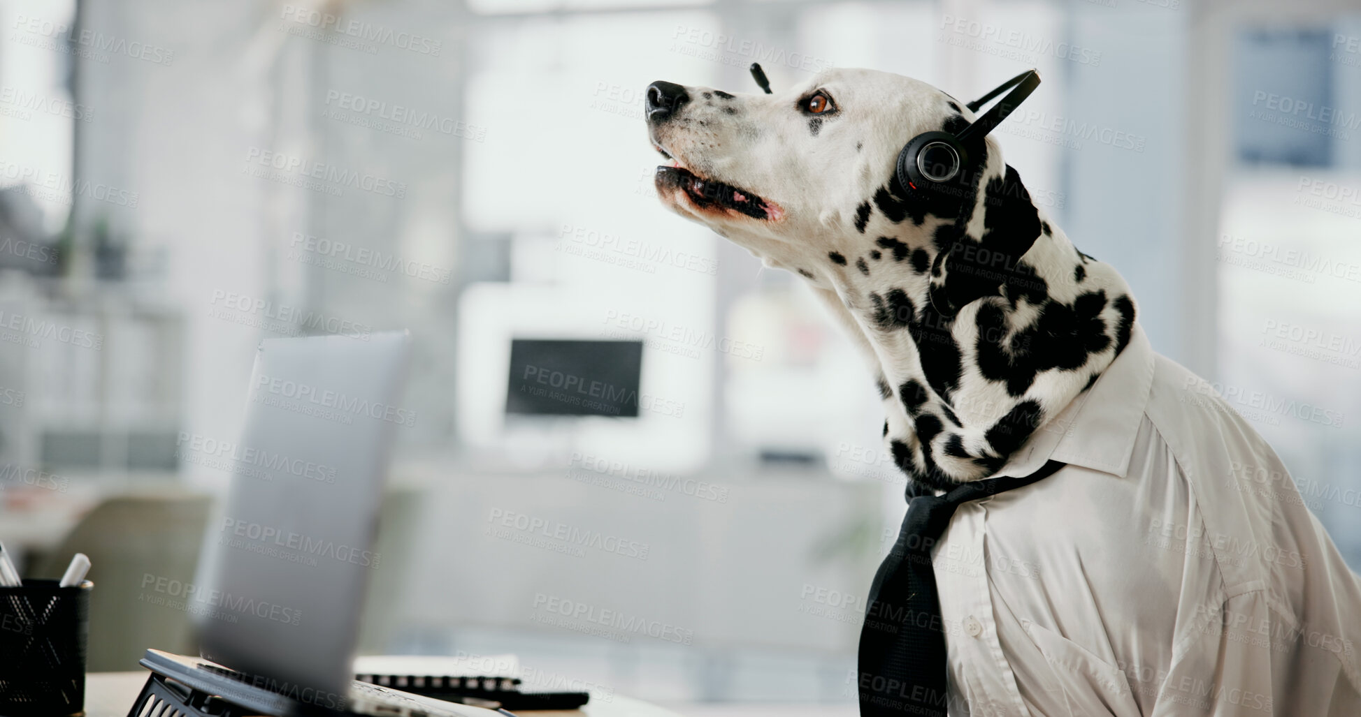 Buy stock photo Dog, office and laptop at call centre desk for customer service, insurance and assistance. Dalmatian, pet friendly workplace and headset for comic or funny work environment with online support