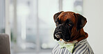 Email, laptop and reading with business dog in office for administration, online report or research. Computer, humor and space with boxer employee in professional workplace for project management