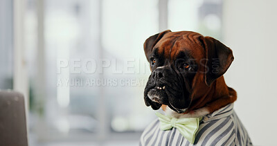 Buy stock photo Email, laptop and reading with business dog in office for administration, online report or research. Computer, humor and space with boxer employee in professional workplace for project management