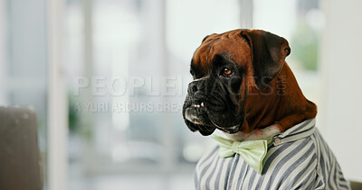 Buy stock photo Email, laptop and space with business dog in office for administration, online report or research. Computer, humor and reading with boxer employee in professional workplace for project management