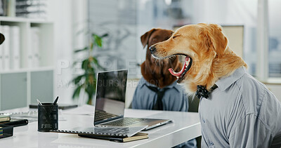 Buy stock photo Dog, office and tired animal yawn by laptop at desk while sleepy, overworked and burnout. Golden retriever, pet friendly workplace and technology for comic or funny coworking work environment