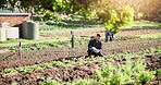 Farming, soil and inspection with man in nature for agriculture, plant field research or quality assurance. Sustainability specialist, growth or environment with farmer in countryside for harvest