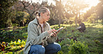 Woman, farmer or tablet with crops for agriculture, agro business or natural conservation on farm. Female person, agribusiness or harvest on technology for organic production, plant growth or ecology