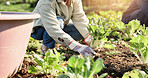 Hands, person and vegetables for farming outdoor with crops harvest, agriculture and sustainability. People, help and plants growth, nutrition production and healthy food for small business in nature