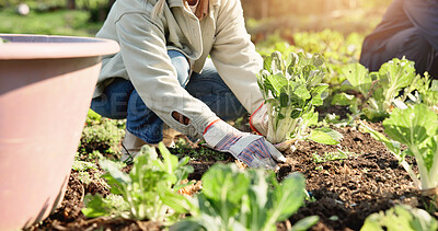 Buy stock photo Hands, person and vegetables for farming outdoor with crops harvest, agriculture and produce. People, help and plants growth, nutrition production and healthy food for sustainablel business in nature
