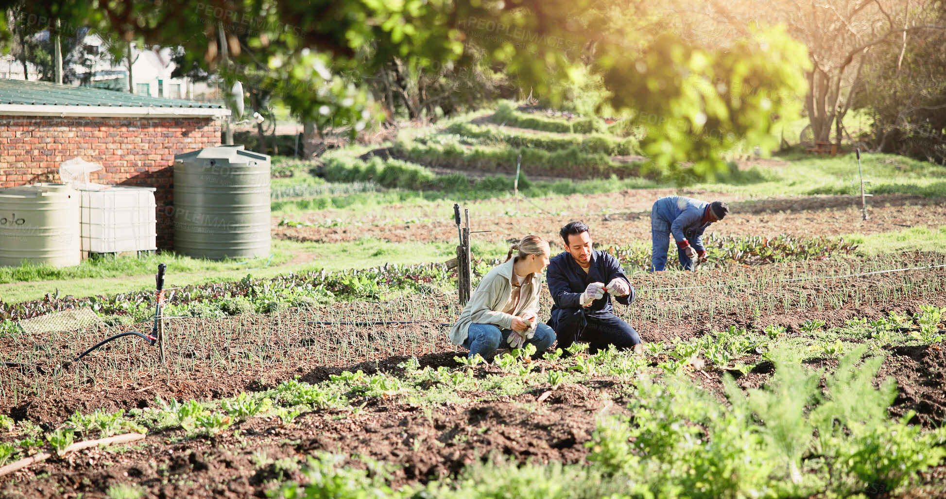 Buy stock photo Farming, team and vegetable with people in nature for agriculture, plant field research or quality assurance. Sustainability specialist, crops growth or environment with farmer in countryside