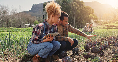 Buy stock photo Farming, tablet or team by crops for growth, development or quality assurance for sustainable business. Woman, man or technology by cabbage plant for inspection, planning or checklist for agriculture