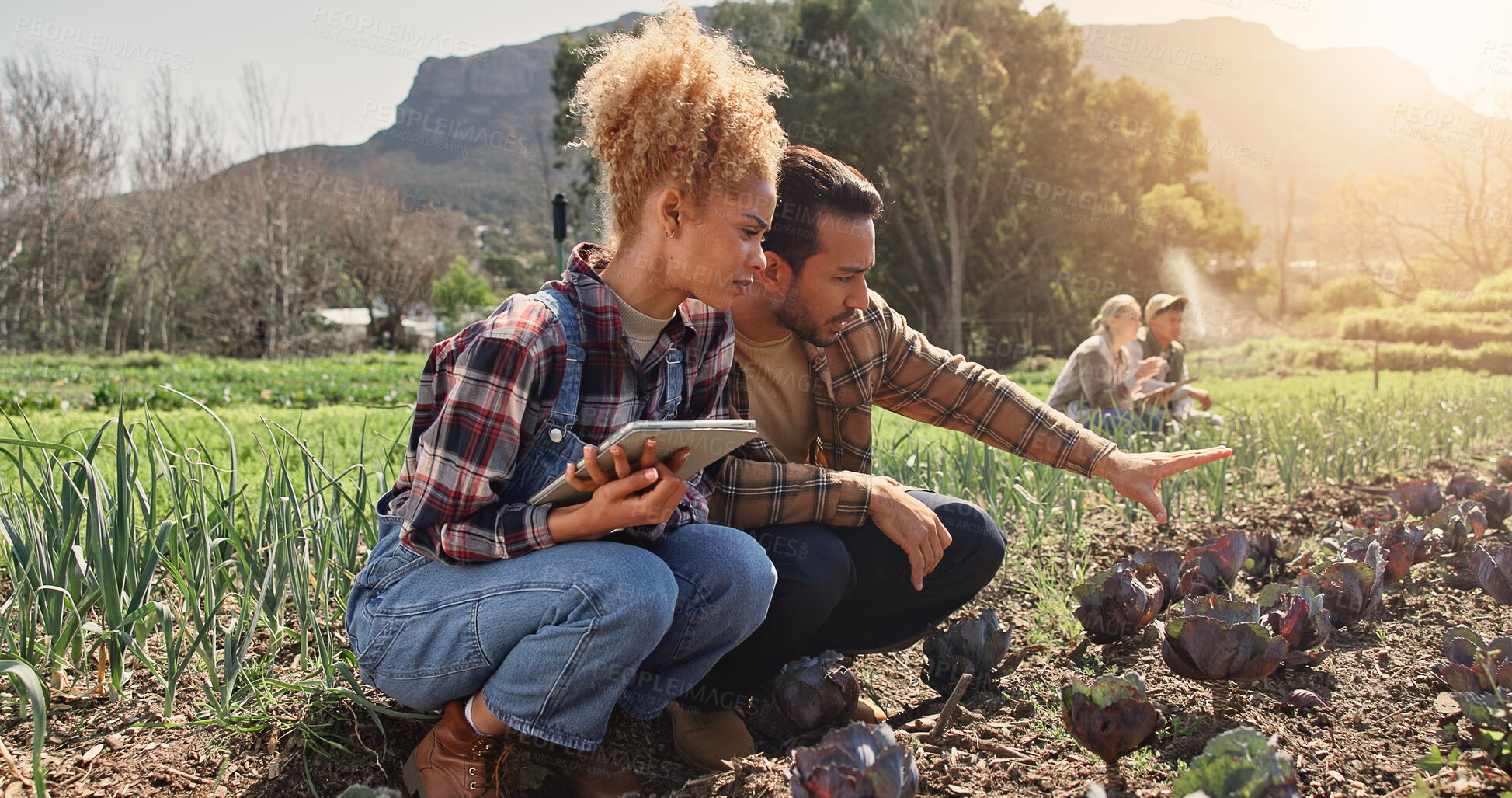 Buy stock photo Farming, tablet or team by crops for growth, development or quality assurance for sustainable business. Woman, man or technology by cabbage plant for inspection, planning or checklist for agriculture