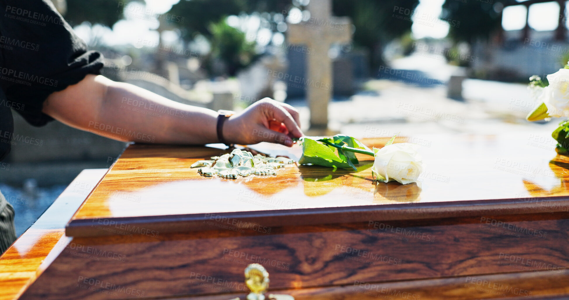 Buy stock photo Coffin, rose and woman at funeral with respect, grief or loss at family service for burial. Hand, mourning and female person with white flower on casket for remembrance at memorial at graveyard.