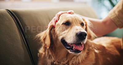Buy stock photo Home, pet and person with dog on sofa for relaxing, chill and bonding together in house. Best friend, animal care and owner with Golden Retriever on couch for support, love and comfortable on weekend