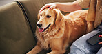 Home, above and person with dog on sofa for relaxing, chill and bonding together. Best friend, animal care and owner with Golden Retriever on couch for support, love and comfortable on weekend