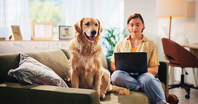 Buy stock photo Dog, woman and laptop on sofa in home, relax and remote work with typing for project in morning. Person, pet and golden retriever with freelance writing, care and together on couch in lounge at house