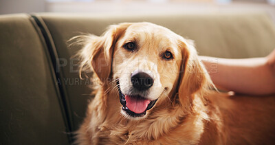 Buy stock photo Home, portrait and hand with dog on sofa for relaxing, chill and bonding together. Best friend, animal care and person with Golden Retriever on couch for support, love and comfortable on weekend