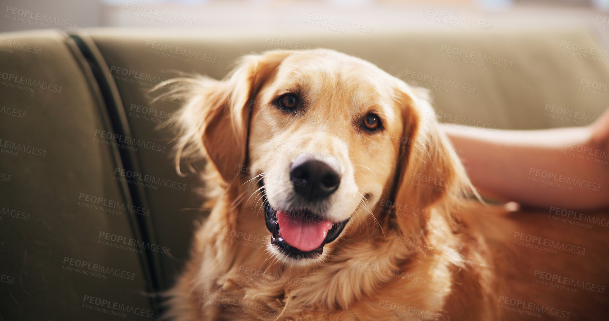 Buy stock photo Home, portrait and hand with dog on sofa for relaxing, chill and bonding together. Best friend, animal care and person with Golden Retriever on couch for support, love and comfortable on weekend