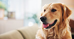 Home, relax and dog on sofa, resting and companion with golden retriever in living room. Empty, apartment and animal in lounge, pet on couch and breathing with fur, comfortable and cozy with canine