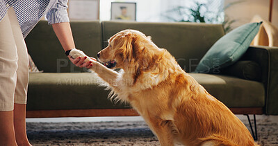 Buy stock photo Home, trick and dog with hands of woman for playing, learning and training in living room. Best friend, animal and owner with Golden Retriever shaking paw for teaching, bonding and development