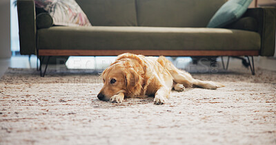 Buy stock photo Tired, home and dog on floor to relax for resting, comfortable and lonely in living room. Animal adoption, pet and cute Golden Retriever lying on carpet with sadness, unhappy and sick in house