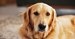 Dog, labrador and relax with cute pet lying on living room floor for animal insurance or shelter care. Adorable, canine or golden retriever with innocent eyes or rest for health or loyal companion