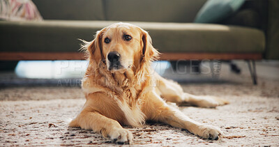 Buy stock photo Calm, home and dog on floor to relax for resting, comfortable and peaceful in living room. Animal adoption, pet and lazy, cute and adorable Golden Retriever on carpet for chilling alone in house
