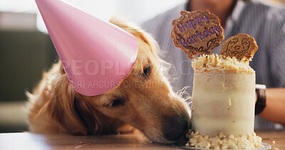 Buy stock photo Birthday, cake and owner with dog in home for celebration, surprise and party together. Animal, pet and person with Golden Retriever with dessert, snack or treats for adoption, milestone and bonding