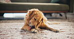 Dog, relax and lick paw in home for grooming, comfortable and canine companion on carpet. Golden retriever, pet and calm in living room with resting, loyalty and security with adoption in apartment