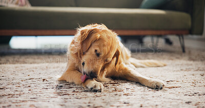 Buy stock photo Dog, relax and lick paw in home for grooming, comfortable and canine companion on carpet. Golden retriever, pet and calm in living room with resting, loyalty and security with adoption in apartment