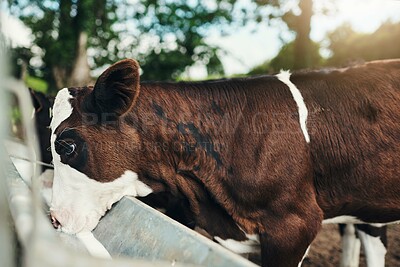 Buy stock photo Cow, calf and trough at farm to drink milk for diet, health and growth on field in countryside. Animal, cattle and livestock with nutrition for development, meat and dairy production in Argentina