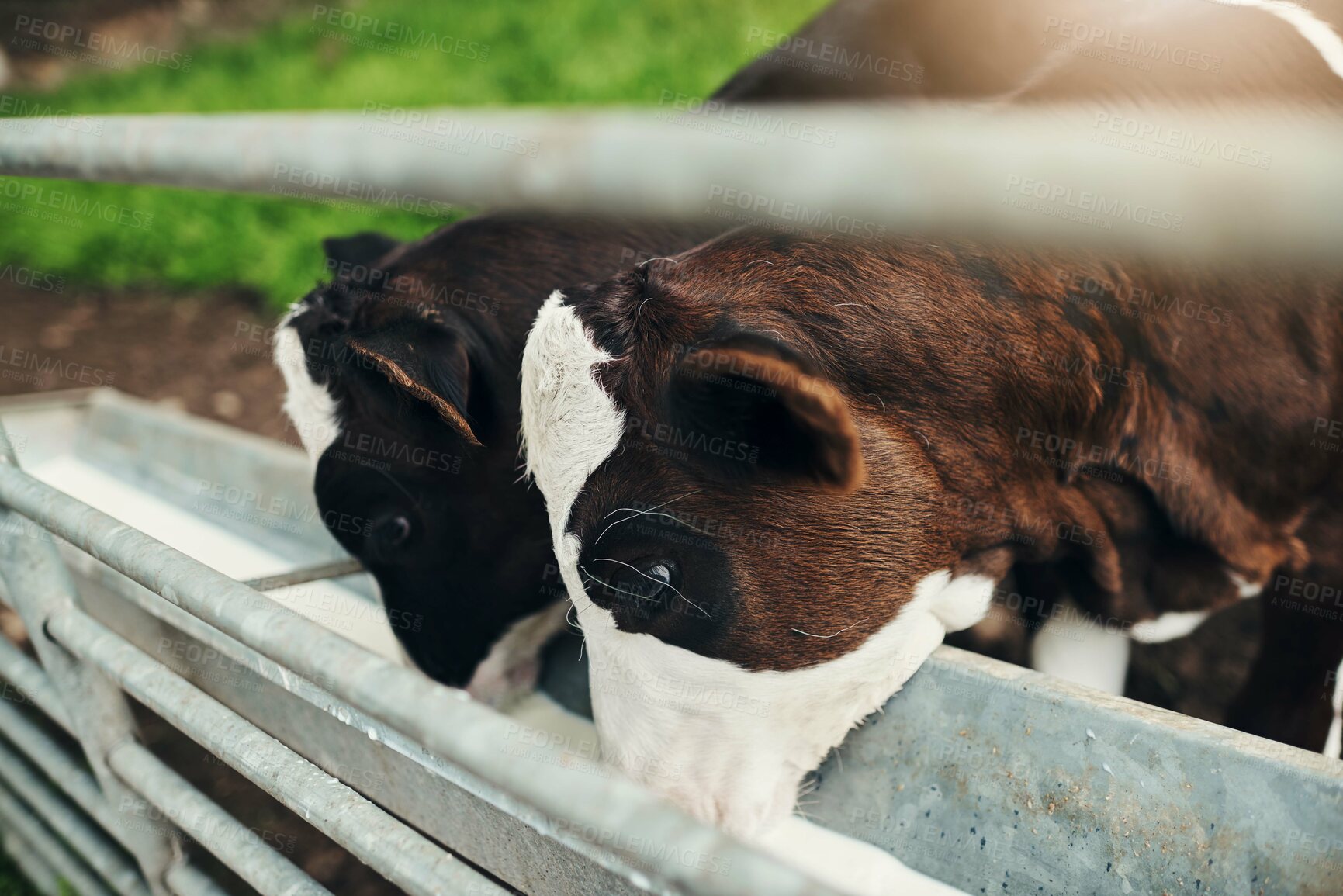 Buy stock photo Cow, calf and drink milk from trough in countryside with diet, health and growth on field at farm. Animal, cattle and livestock with nutrition for development, meat and dairy production in nature