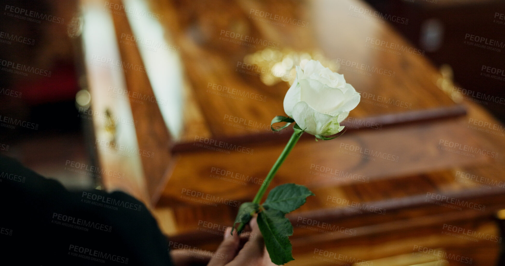 Buy stock photo Hands, person and rose with casket at funeral for farewell, mourning death and goodbye at burial ceremony. Sad, widow and rip with flowers for coffin respect, memorial service and emotional for loss