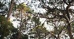 Low angle, trees and nature sky with landscape for travel, tourism or holiday destination. Outdoor, fresh air and foliage with natural environment, location and green leave in forest with view
