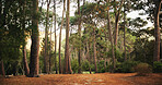 Woods, trees and nature with landscape for travel, tourism or holiday destination. Outdoor, fresh air and foliage with natural environment, location and green leaves in forest with view in Canada