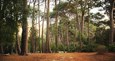 Buy stock photo Woods, trees and nature with landscape for travel, tourism or holiday destination. Outdoor, fresh air and foliage with natural environment, location and green leaves in forest with view in Canada