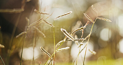 Buy stock photo Nature, reeds and closeup of environment with bokeh, spring or natural landscape with grass for conservation. Field, weeds and meadow with greenery, springtime plants with sustainability and outdoor