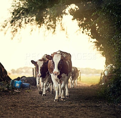 Buy stock photo Cows, nature and agriculture with environment on farm for for sustainability, evening and meat industry. Path, cattle and milk production with animals in countryside field for livestock and beef