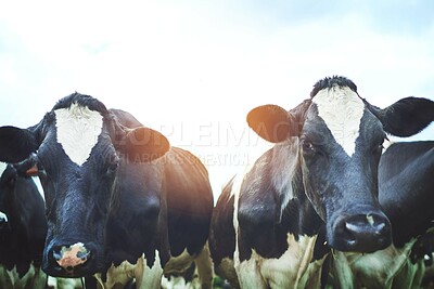 Buy stock photo Cattle, field and agriculture of livestock with label for meat and beef production on free range farm. Cows or animals with ear tag for tracking growth and health of sustainable dairy or supply chain