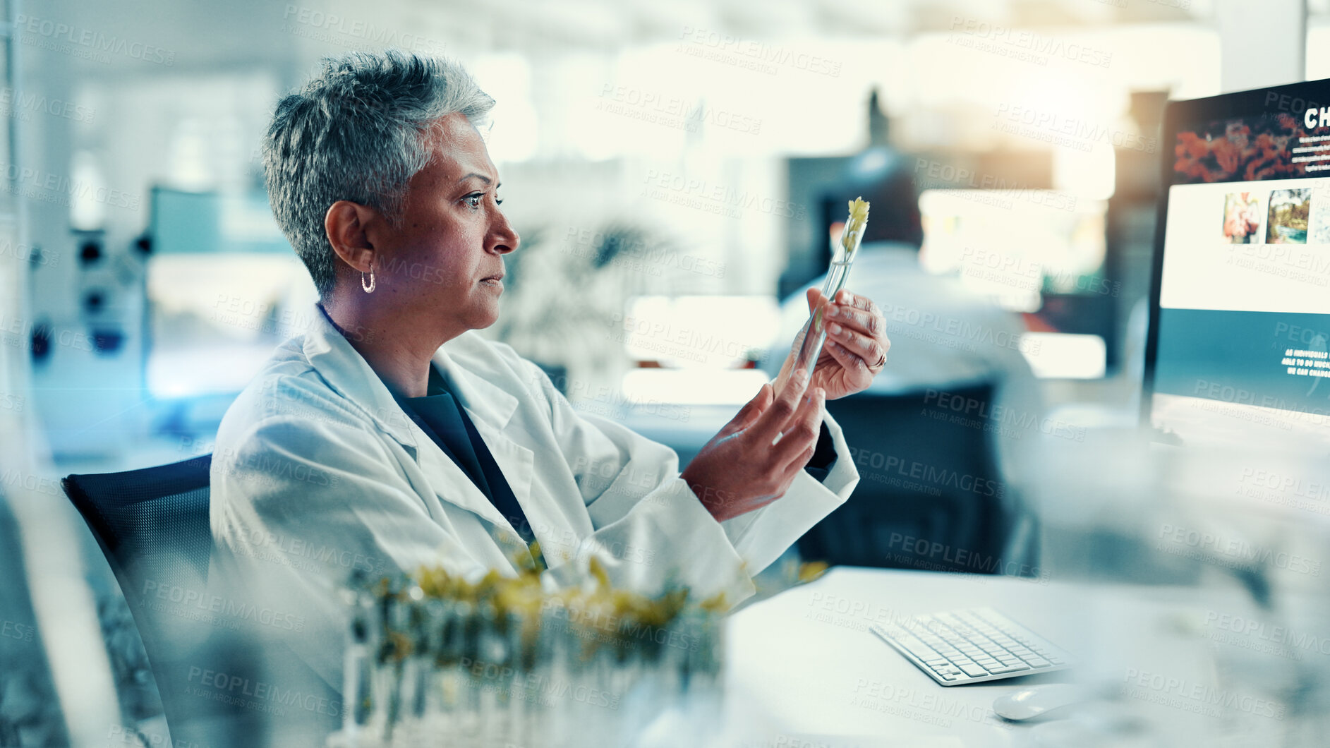 Buy stock photo Test tube, plant and science with person in laboratory for gene function, biology and medical research. GMO editing, pharmacy innovation and cell regeneration with mature woman for growth and study