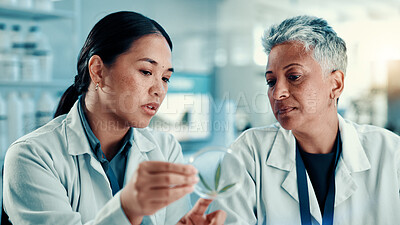 Buy stock photo Scientist, women and cannabis in petri dish with discussion with career, study or sample at pharma lab. Person, medical marijuana and leaf in container for research, talk and feedback with science