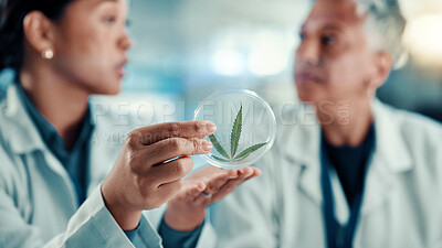 Buy stock photo Scientist, hands and cannabis in petri dish with sample for review, study or natural benefits at pharma lab. Person, medical marijuana and leaf in container for research, talk or feedback for science