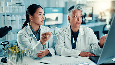 Buy stock photo Scientist, women and cannabis in petri dish with talking with computer, study or sample at pharma lab. Person, medical marijuana and leaf in container for research, point and feedback with science