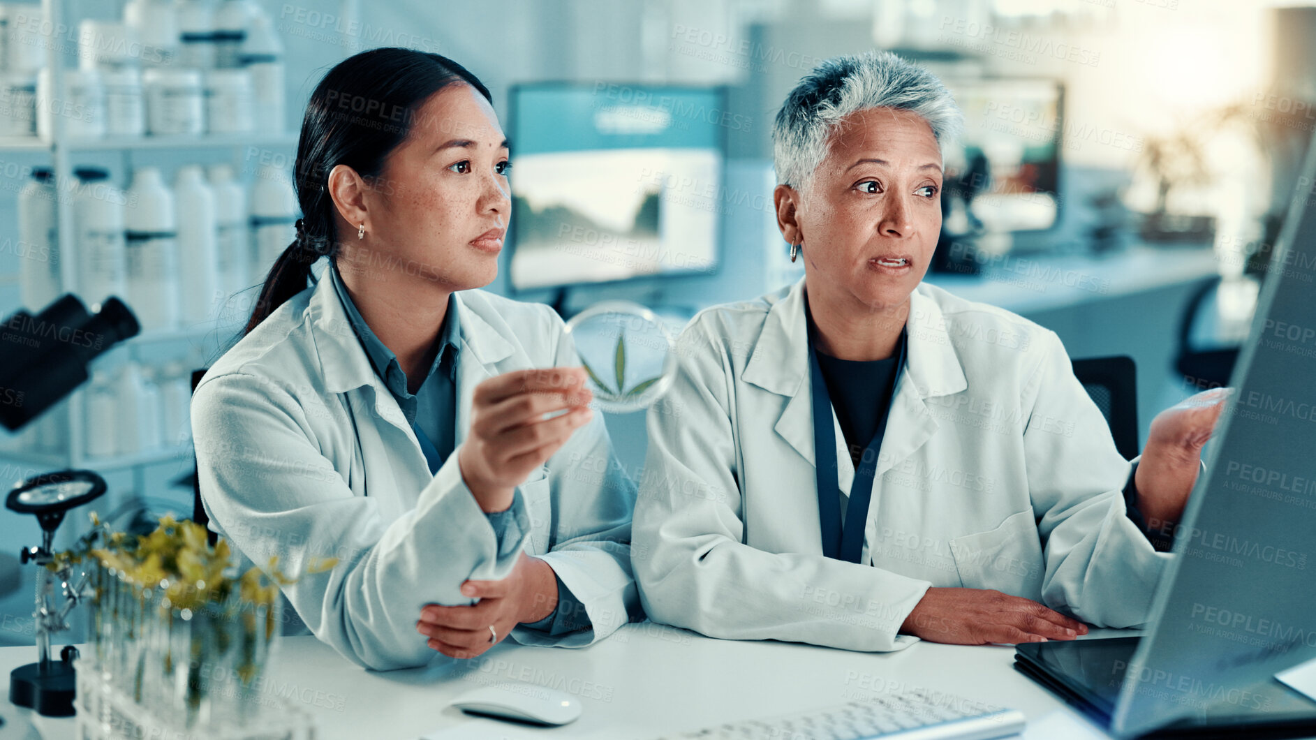 Buy stock photo Scientist, women and cannabis in petri dish with talking with computer, study or sample at pharma lab. Person, medical marijuana and leaf in container for research, point and feedback with science