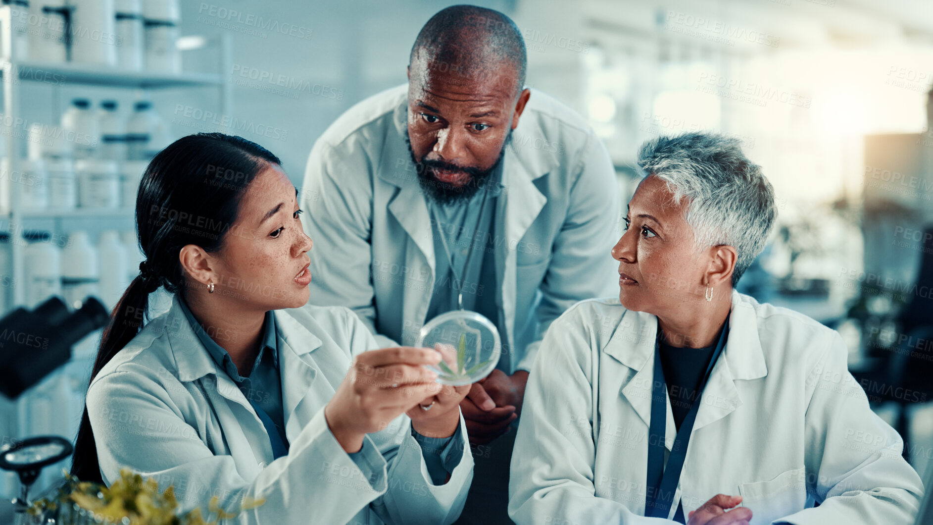 Buy stock photo Scientist, people and cannabis in petri dish with talking with team, study or sample at pharma lab. Men, women and medical marijuana leaf in container for research, listen or feedback with science