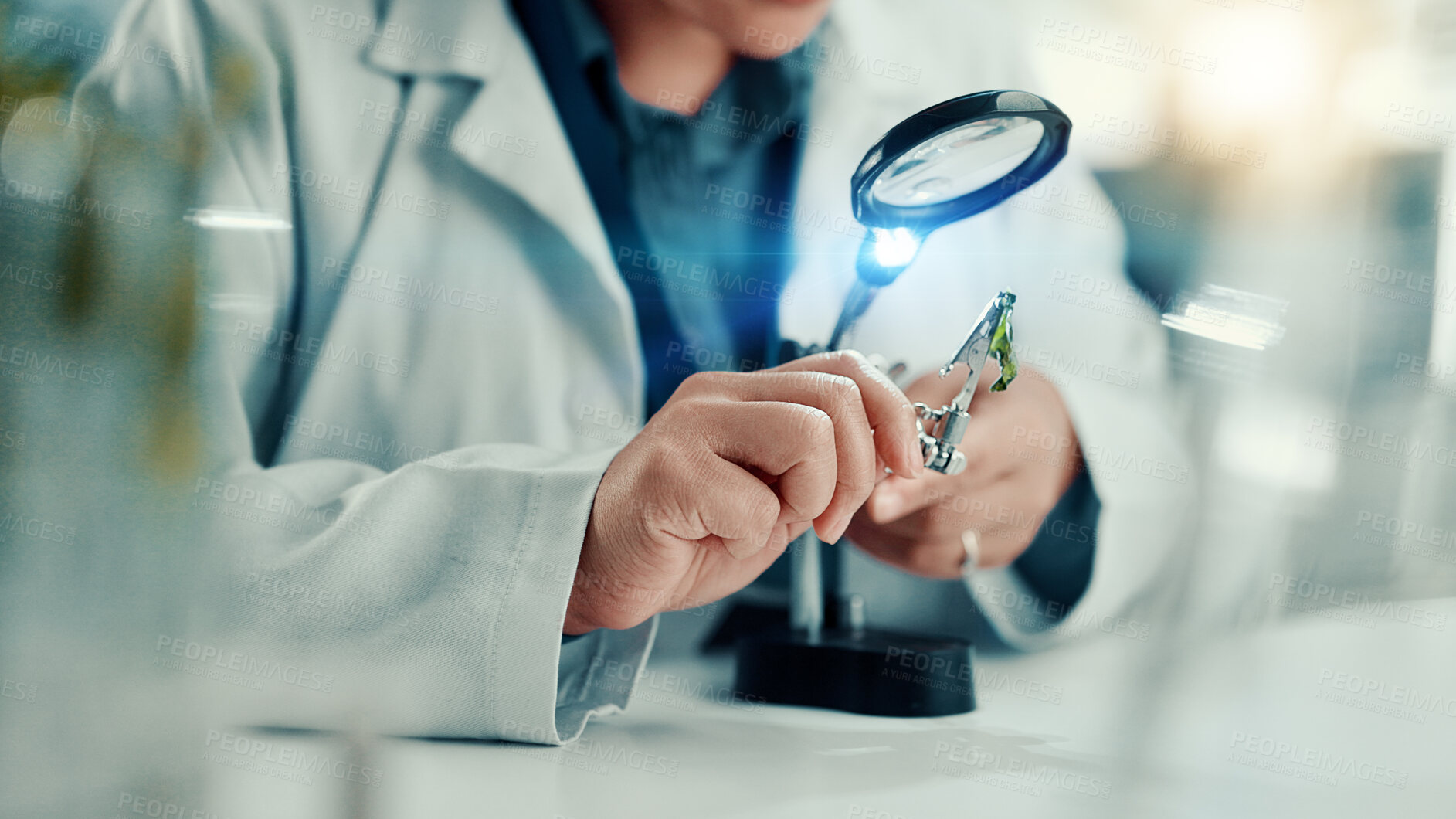 Buy stock photo Magnifying glass, plant and science with hands of person for gene function, biology and medical research. GMO editing, pharmacy innovation or cell regeneration with scientist in laboratory for growth