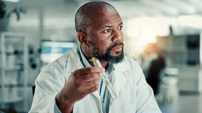 Buy stock photo African man, scientist and lab with tube for leaf growth analysis with medical research for breakthrough. Mature person, biochemistry and test for medicine development with organic pharma drugs