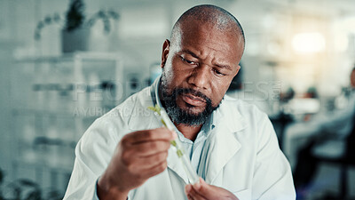 Buy stock photo Black man, scientist and leaves at lab with tube for growth analysis with medical research for breakthrough. African person, biochemistry and test for medicine development with organic pharma drugs