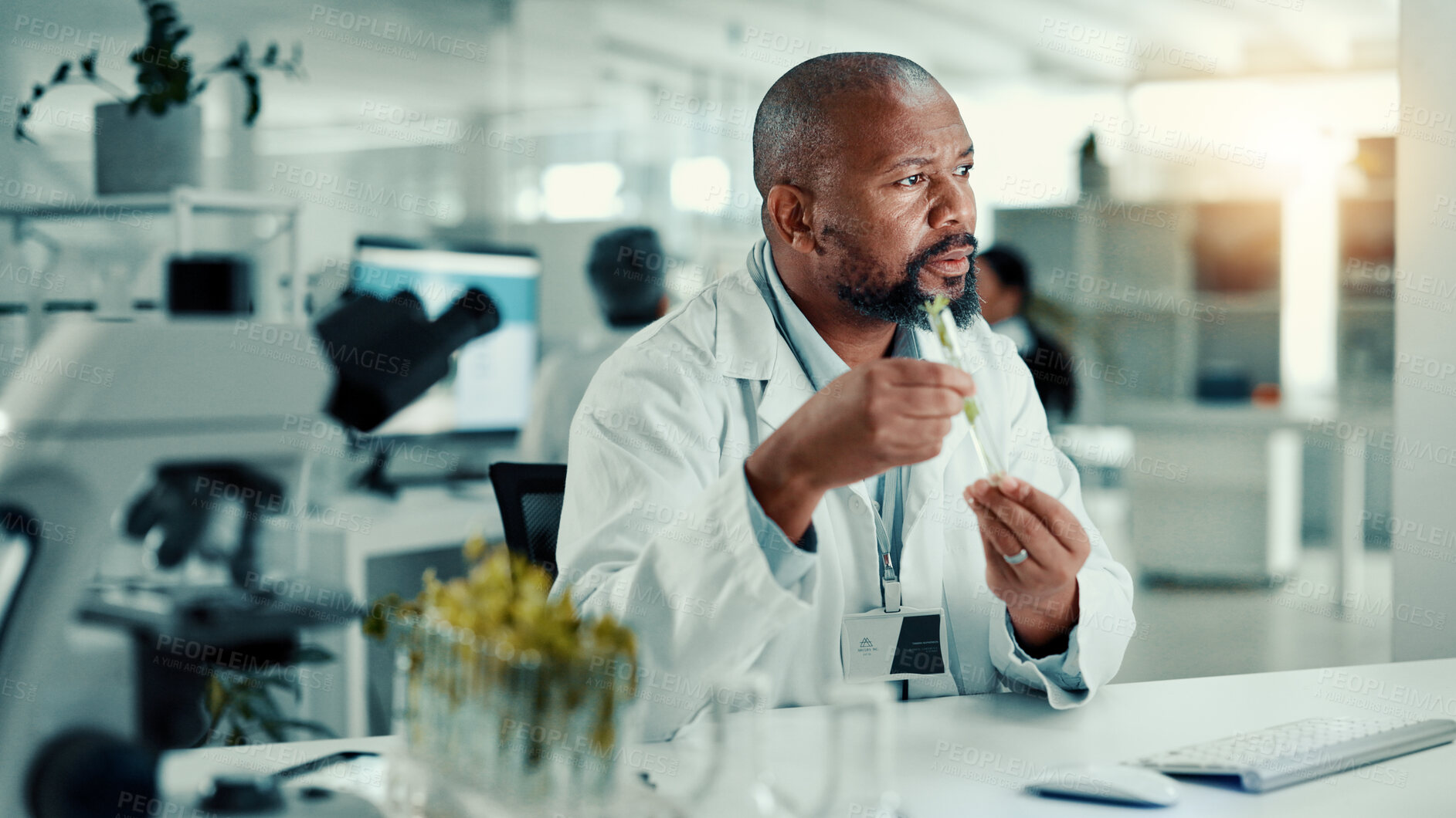 Buy stock photo Black man, scientist and plants at lab with tube for growth analysis with medical research for breakthrough. African person, biochemistry and leaves for medicine development with organic pharma drugs